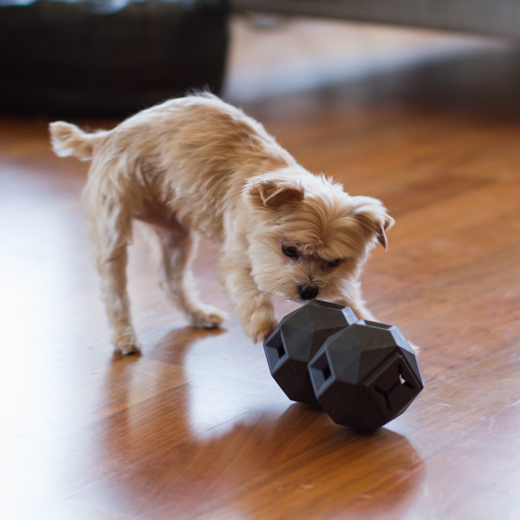 Odin Treat-Dispensing Dog Toy