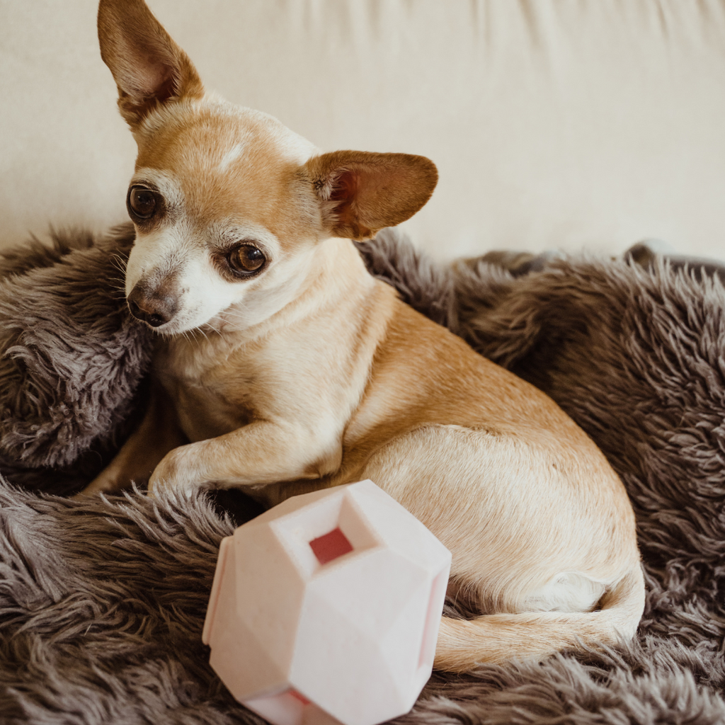 Odin Treat-Dispensing Dog Toy